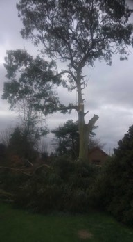  A big tricky eucalyptus tree reduction down to ground level. 